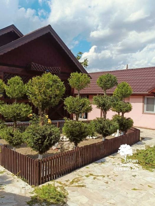 Toaletare Taiere Copaci Pomi, Tocat, Stropit - Alpinist Arborist Buzău