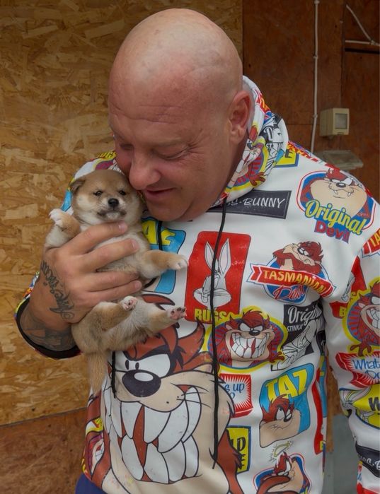 Shiba inu de vanzare