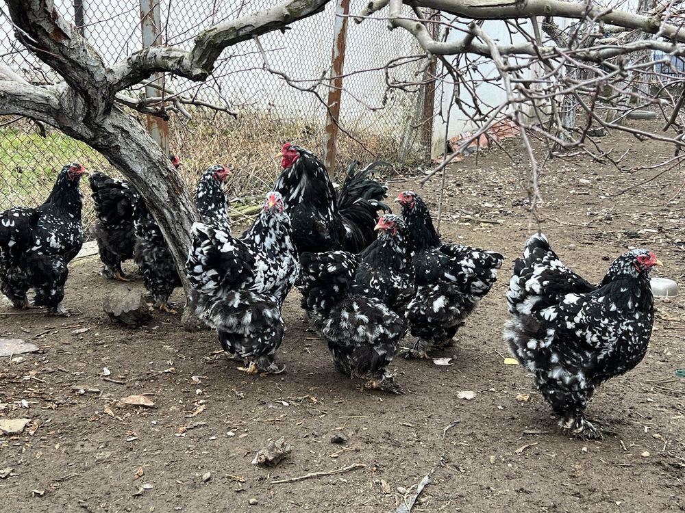 Продавам разплодни яйца от Мозаечна брама/Mottled Brahma