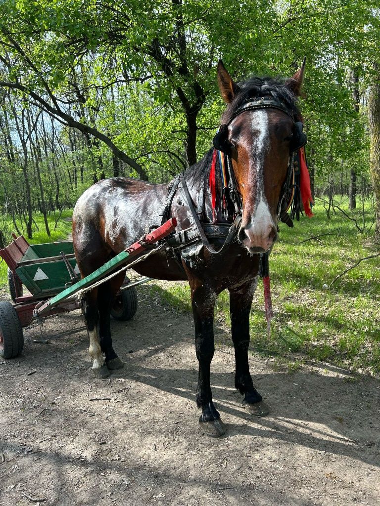 Vând armăsar cuminte