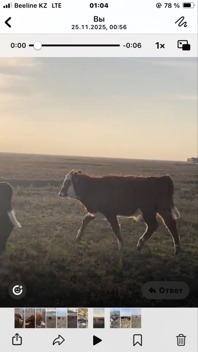 Подсос пен бұзау сатылады