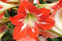 Продам цветы  Амариллис комнатные красные лилии 500 тенге