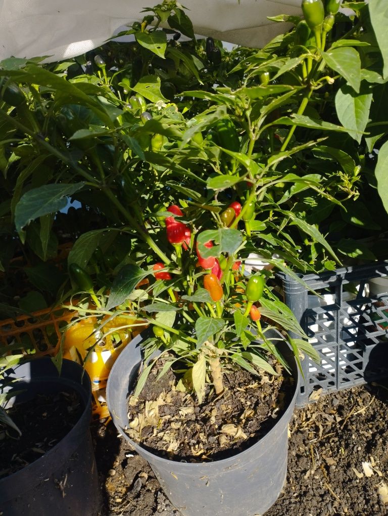 Продам горький  перц кусты сорт Огонек