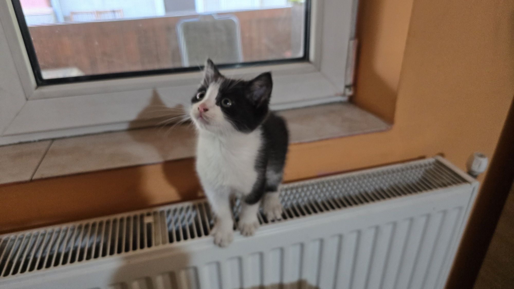 Ofer pisici spre adopție