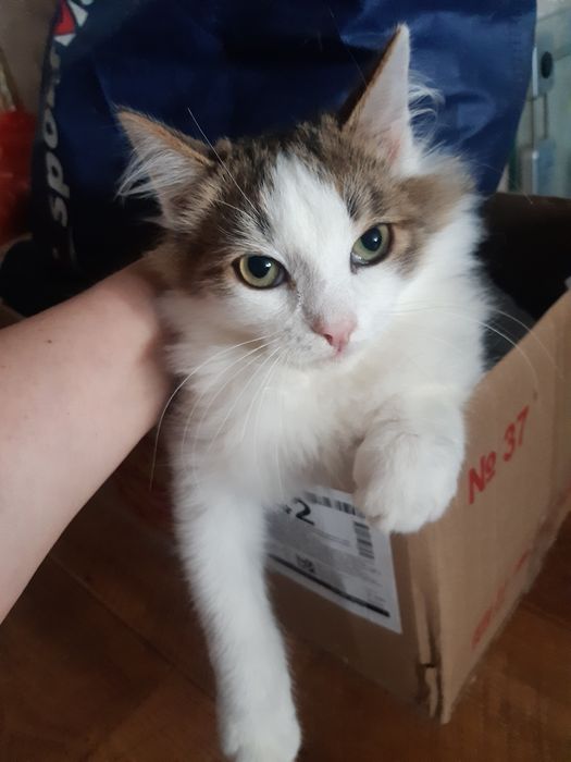 Котята  в добрые руки!