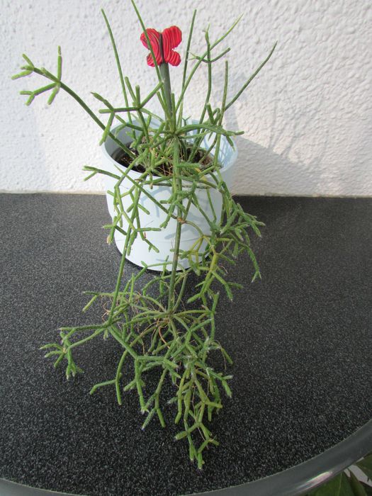 Рипсалис/Rhipsalis в цветна кашпа