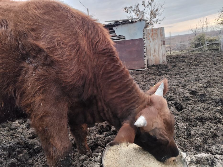 Прода бычков на доращивание