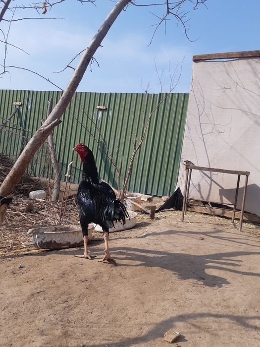 Kulangi xo'roz zotdor yaxshi urshadi