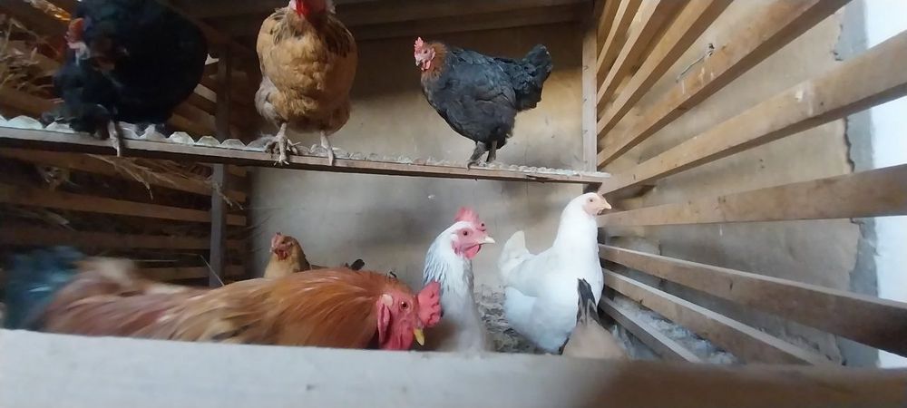 Uy tovuqlari sotiladi