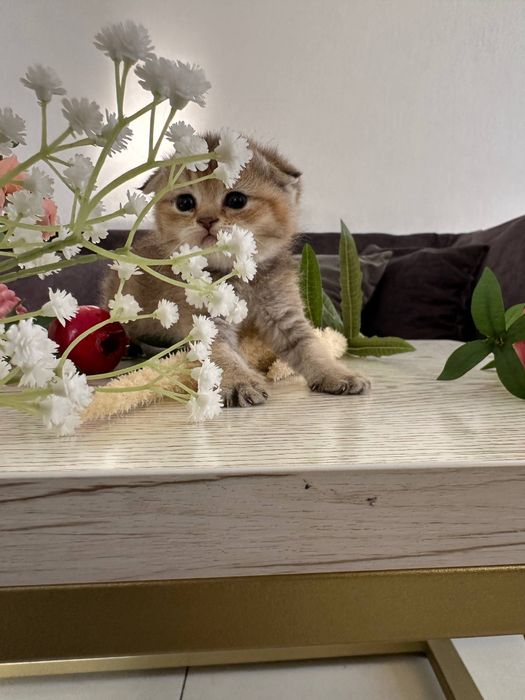 Залотая шиншила 25 акрас