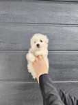 Bichon maltez mini-toy