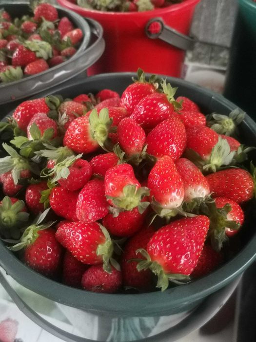 Capsuni de toamna din soiul murano dulci si gustoase crescute ecologic