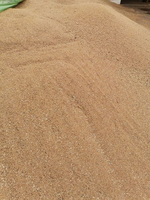 Vând grâu 2025 calitate