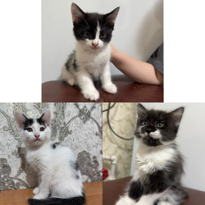 Отдам котят в добрые руки