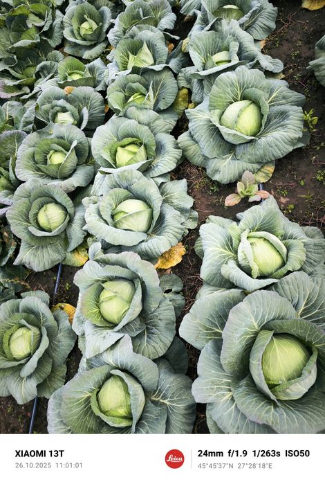 Vând conopida roșie, varza roșie , varza victoria și conopida alba