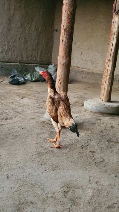 Shamo makiyon sotiladi