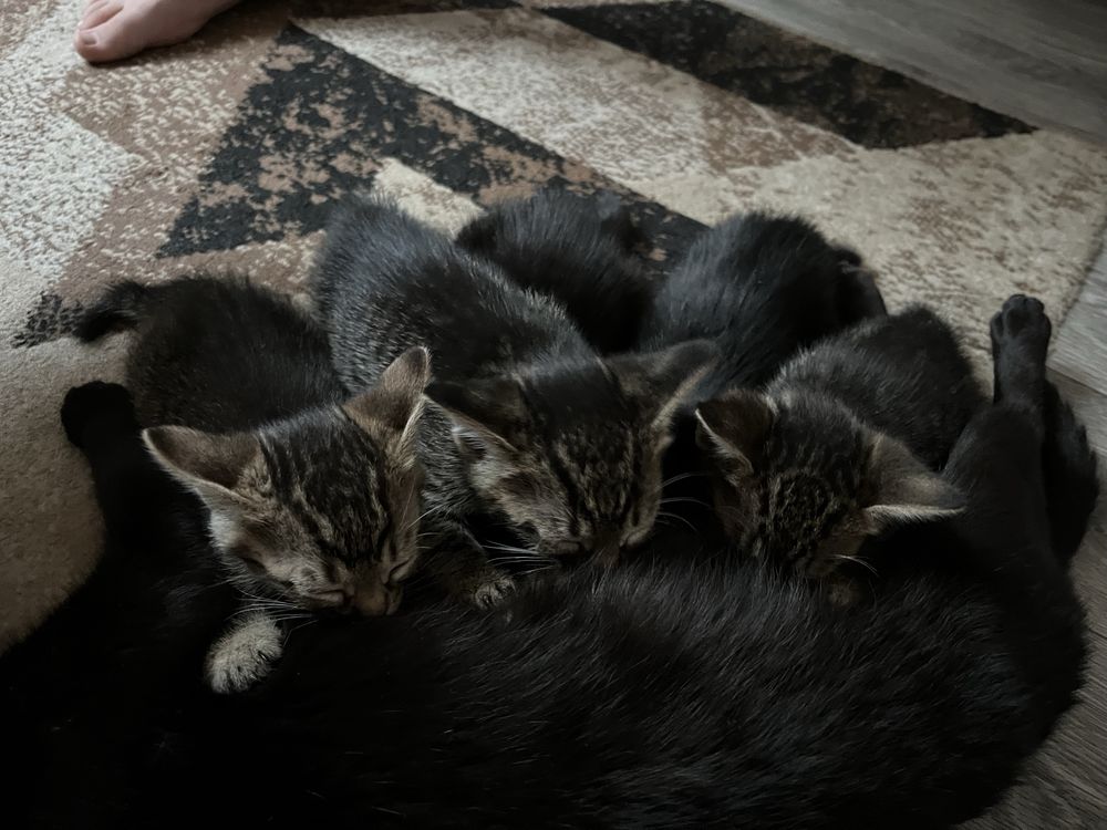 Отдам котят в добрые руки