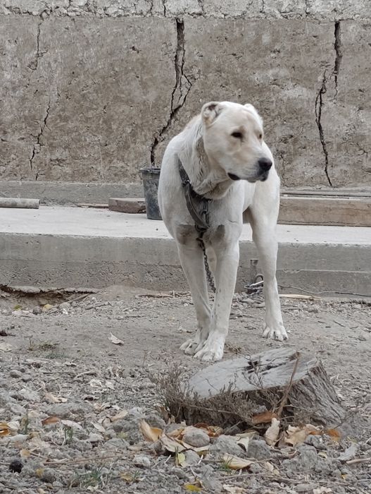 Вязка Алабай. Линия ок куш.