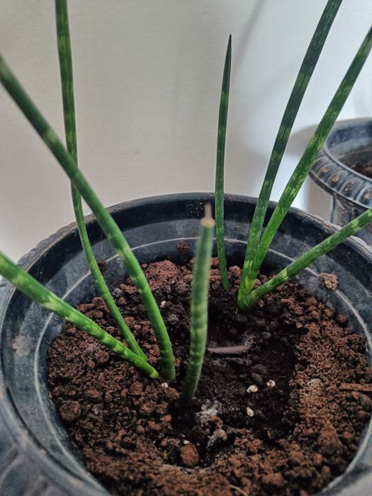 Комнатные цветы Сансервирия бамбук, алое, колиус, сансервирия маленька