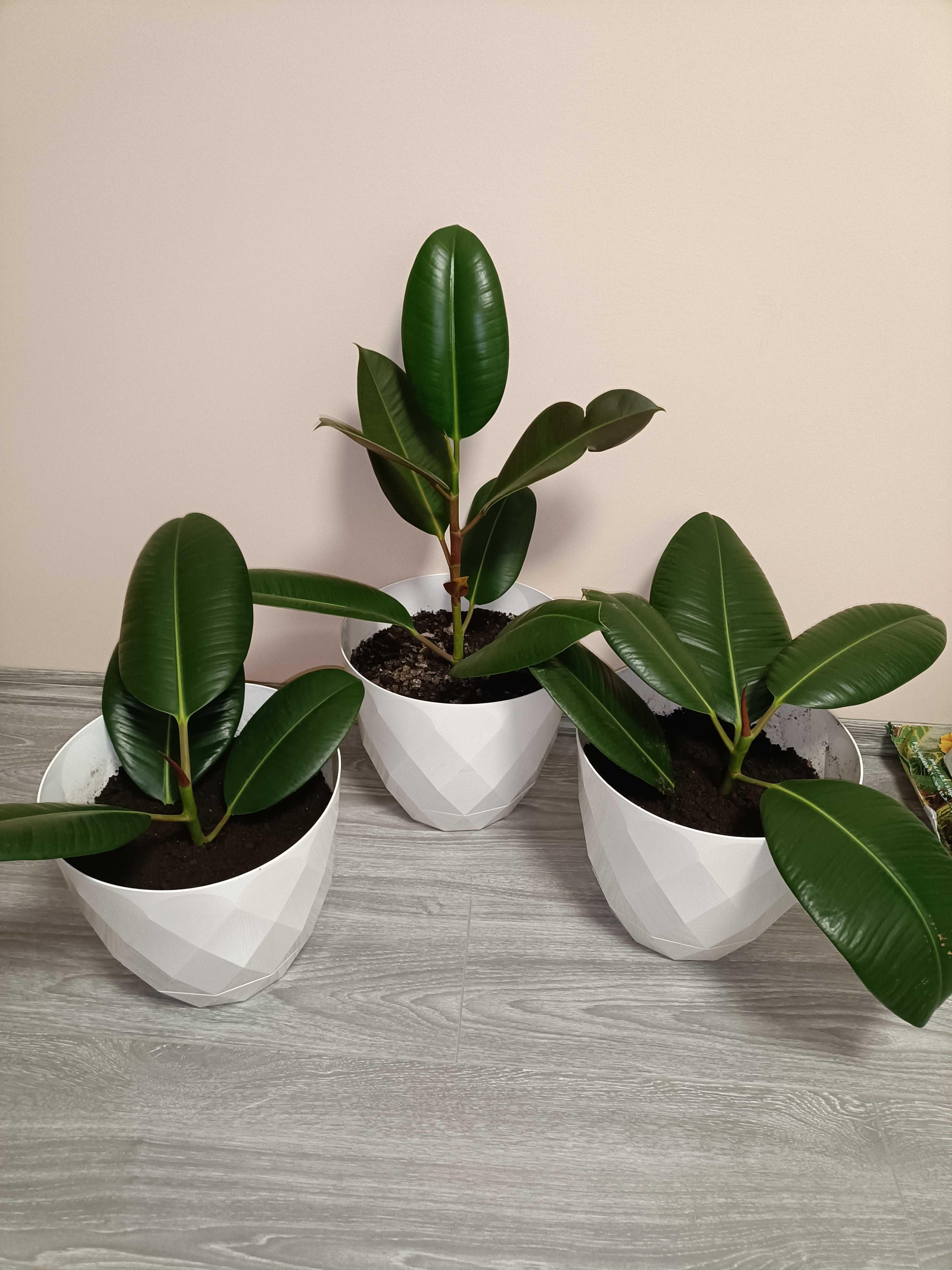 Puieți ficus clasic în pământ special de flori