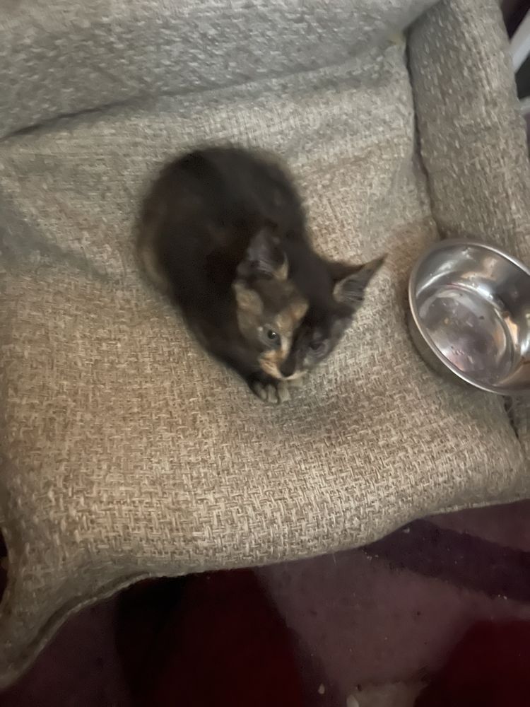 Котенок черепашка