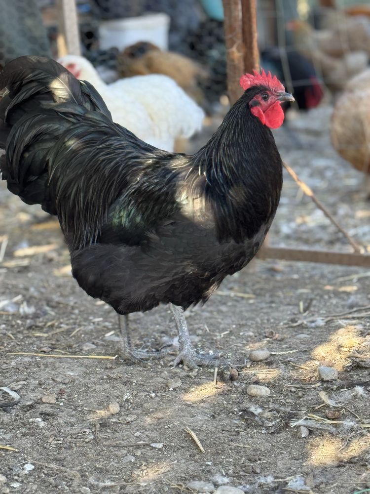 Oua pentru incubat sau pui, gaini si cocosi rasele Australorp & Brahma