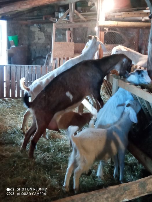 Млечни кози за дамазлък