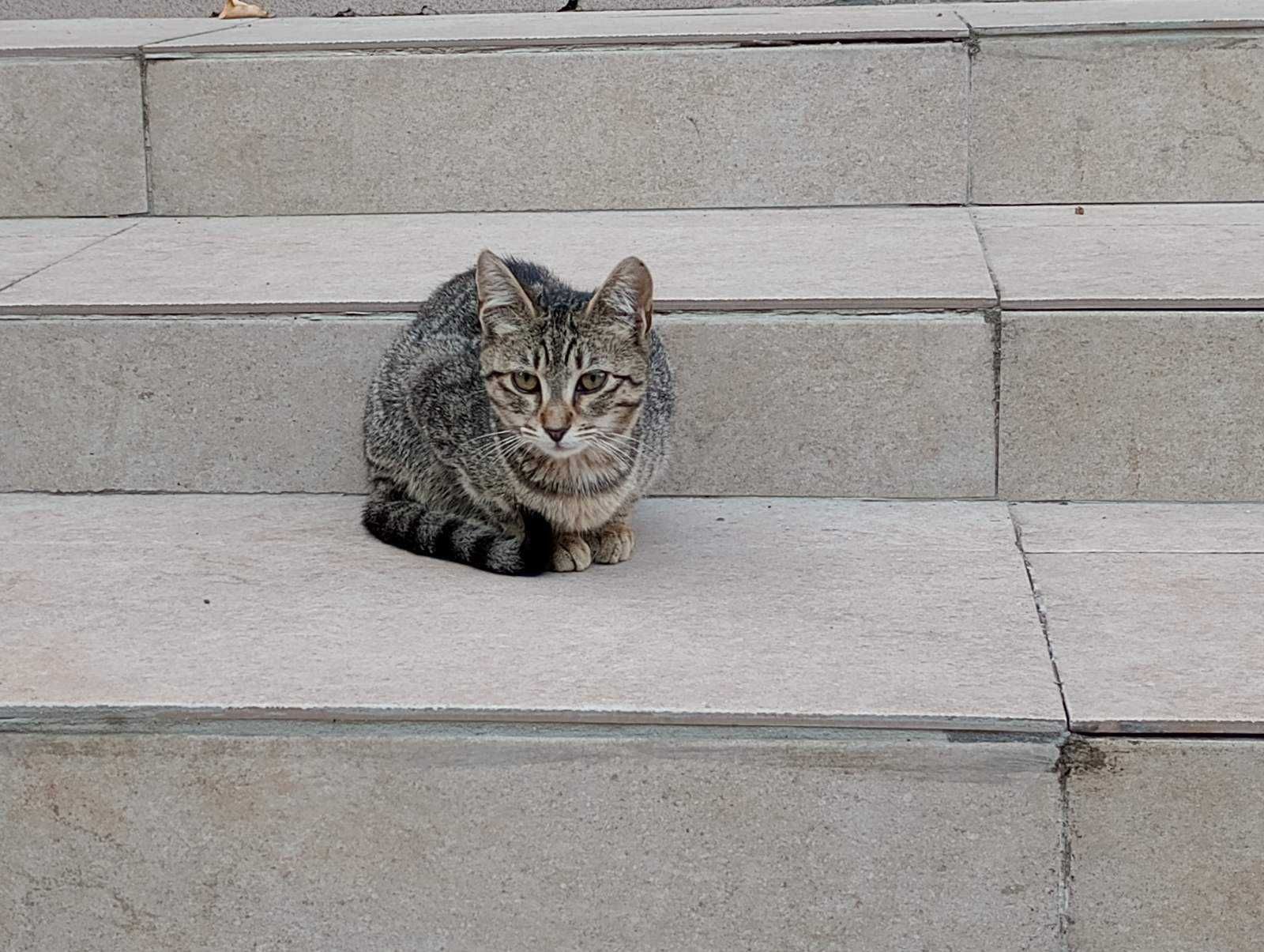 Котенца търсят дом