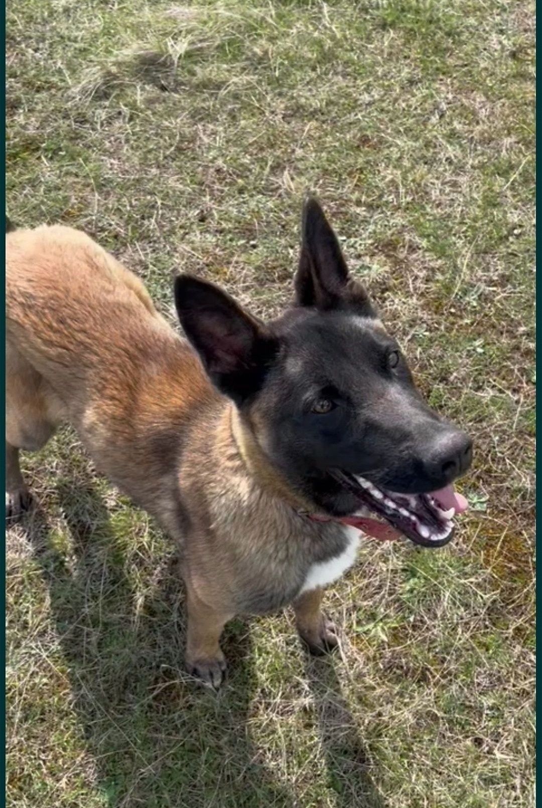 Femelă Belgian Malinois, de 2 ani! Urgent!