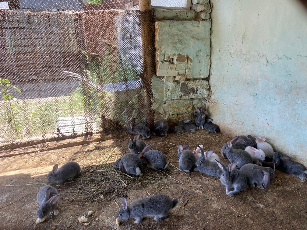 Продаются крольчата