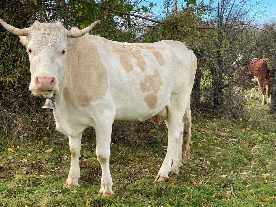 Vacă cu vițea de vînzare