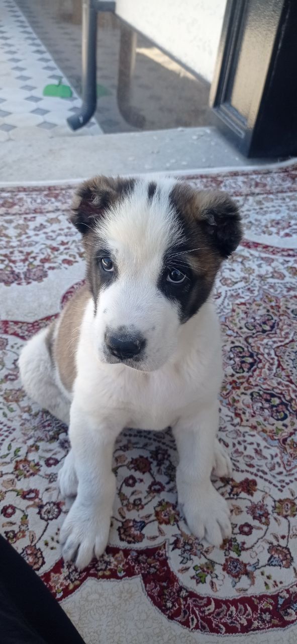 Продаётся щенок Алабая мальчик 2 месяца