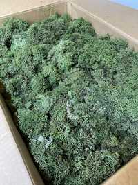 Licheni conservati decorativi | verde inchis| 2KG