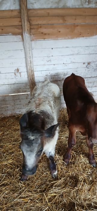 Vând viței baltati belgienii