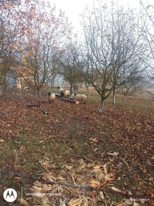 Vând 4 mile tinere și un berbec