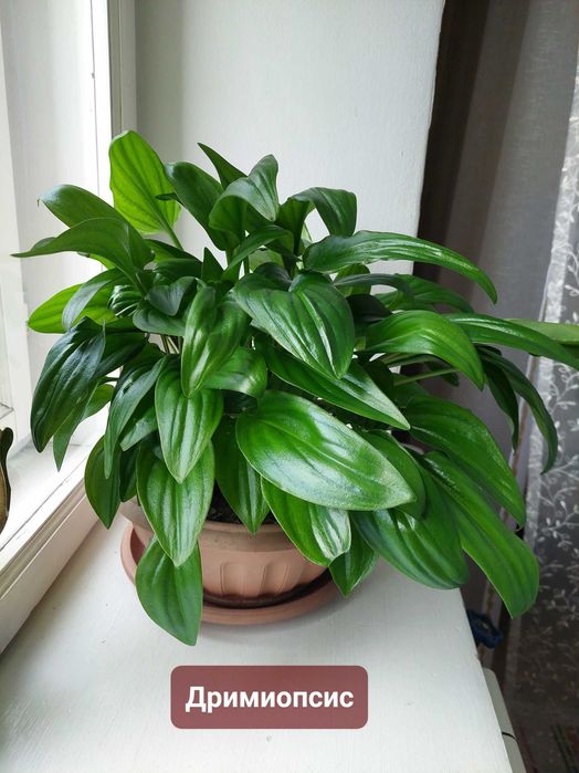 Комнатные цветы: сансевиерия, замиокулькас, дримиопсис