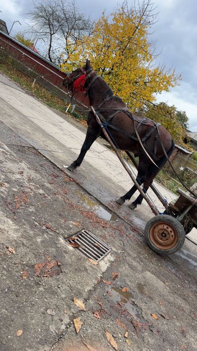 De vânzare cal castrat