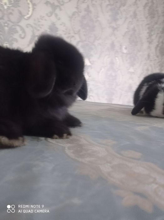 Karlik barang minilop splitlar