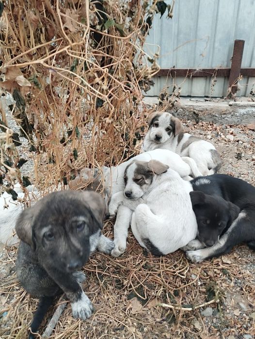 Тобет кушиктер срочно жаксы караетын адам га