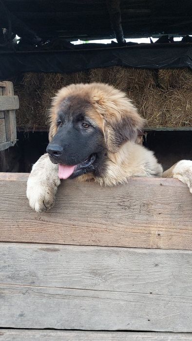 Vând Ciobănesc Caucazian
