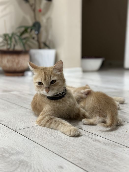 Отдам кошку. 1,5 года.