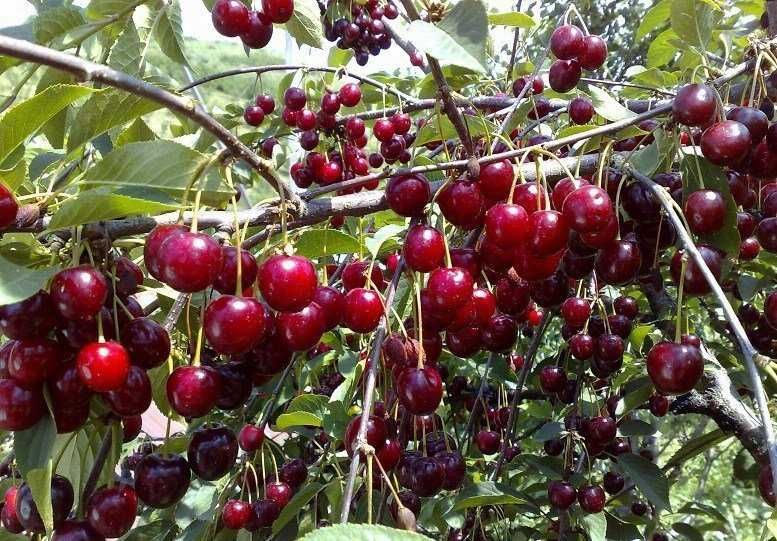 Мевали дарахт кучатлари - Саженцы плодовых деревьев