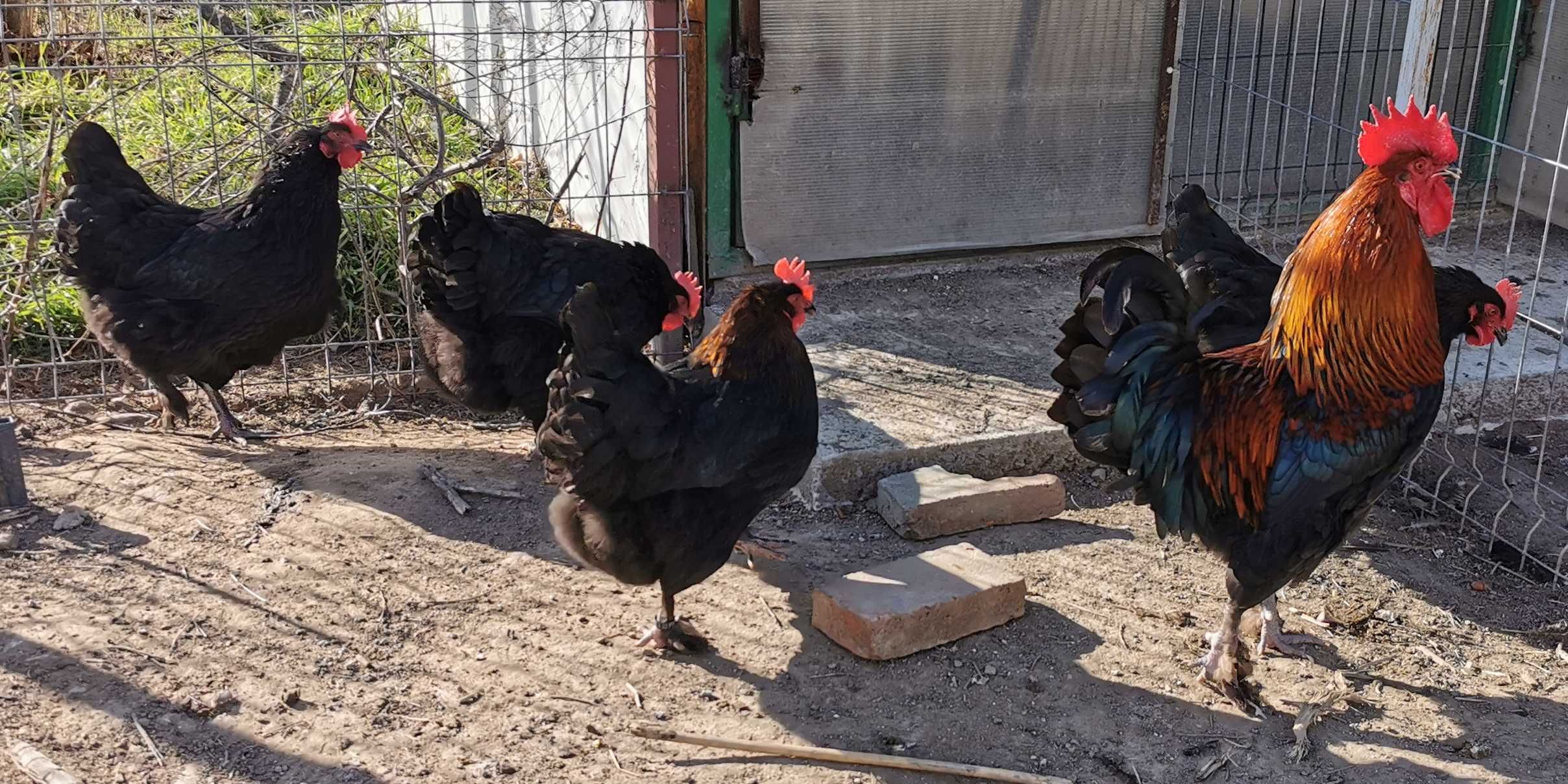 Oua Marans negru aramiu, rasa pura