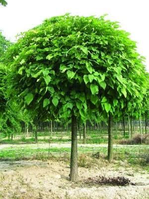 Catalpa (Nana ) .