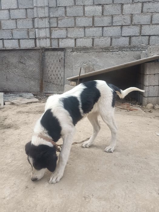 Отдам в хорошие руки собачку  породы Алабай 3месячный щенок