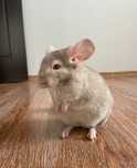 Vând mascul Chinchilla