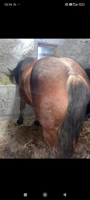 Vand mânza de 1.5 ani