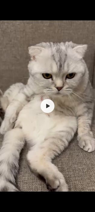 Девочка Скоттиш Фолд