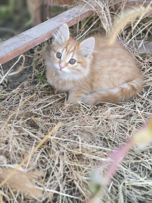 Котята девочки 2 мес