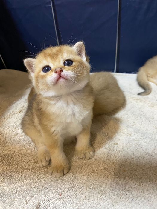 Продаются в котята, качество 100%